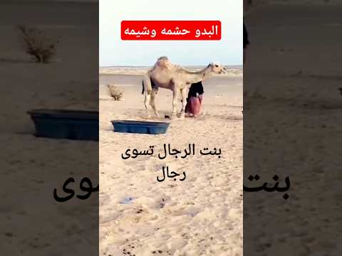 بنت الرجال تسوى رجال الإبل