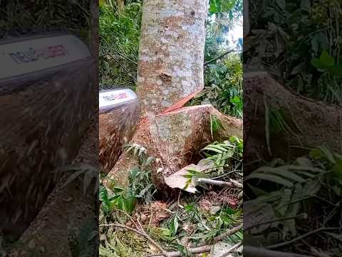 Cách hạ cây chuẩn, không lo đá hậu #tintuc #shortvideo