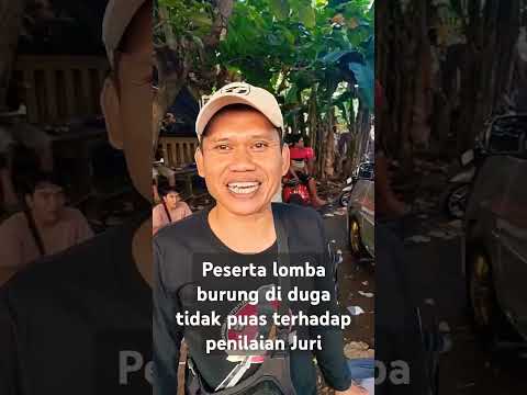 geger lomba burung 🔥#muraibatu #kicaumania #lombaburung #banyumas