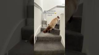 the never-ending Jerrie soundtrack 🥹✨#cats