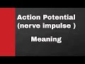 Understanding Action Potential