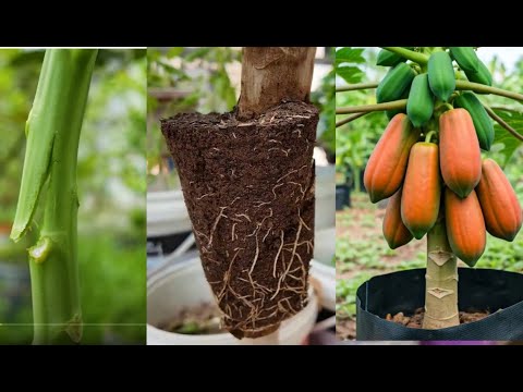 Different Ways To Grow Short Papaya trees #fruittrees #papaya