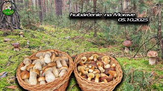 hubárčenie na Morave * huby houby grzyby 2025