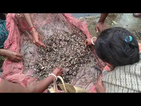 বর্ষা কালের মাছ ধরার ভিডিও। নতুন ধরনের মাছ । fishing village video