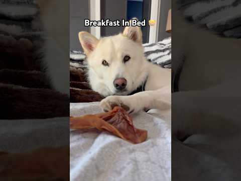 My husky wants breakfast in bed!  #huskies #funnydogvideos #puppies