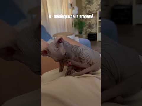 Je réponds à vos questions sur mon chat sans poil ❤️😍