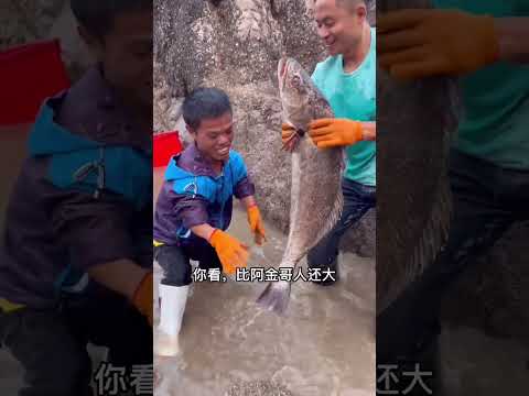 【阿向海钓赶海】150斤牛魔鳐打窝 擒获比人还大的巨物，大卖3000元让矮钓王怒赚一笔【上集】