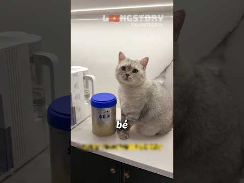 Con mèo này BỊ LỪA trở thành NGƯỜI CHA bất đắc dĩ 🐈 😊 #shorts