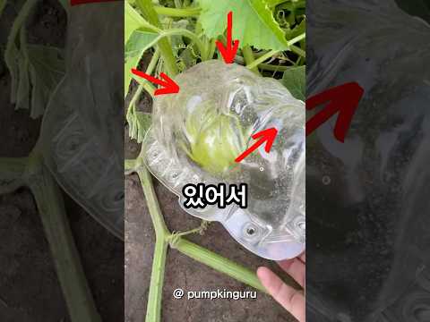 할로윈에 진심인 농장