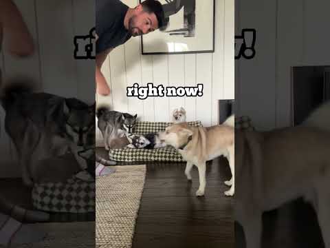 DRAMATIC Mini Husky Freaks Out When He Finds Clone In His Dog Bed