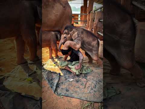 Twin elephants 🤫🤫..#family #animals #cute #wildlife