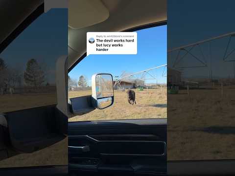 no… bison are gentle and peaceful