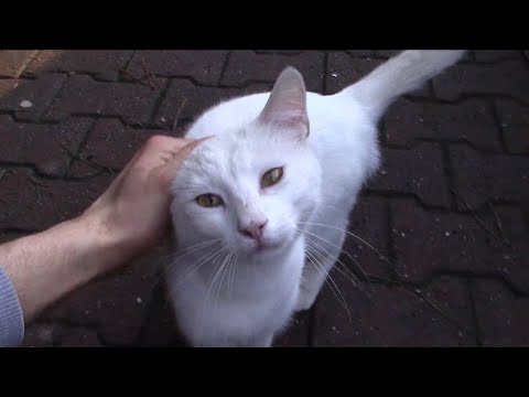 Angry White Cat Was A Kitten 5 Years Ago. (My first encounter)