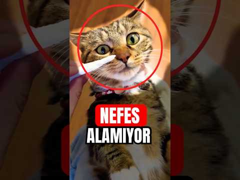Kedin Bu Yüzden NEFES ALAMIYOR..! 😿