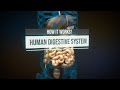 Digestive System Functions and Processes