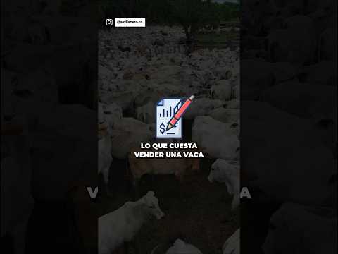 Lo que vale vender una vaca 🐮🤠 #ganaderia  #llano  #colombia  #vaca #caballos
