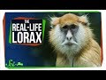 The Lorax and Conservation
