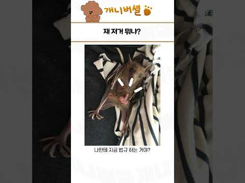 심쿵사 가능한 귀여운 동물 모음 191탄