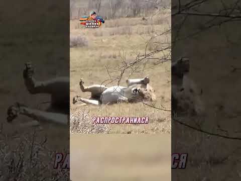 ДАЖЕ ЛЕВ ПРОИГРЫВАЕТ ЧЕРНОЙ МАМБЕ😢😨| #lion #animals #животные