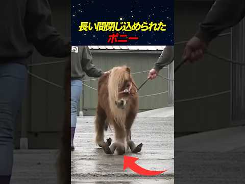 長い間閉じ込められたポニー