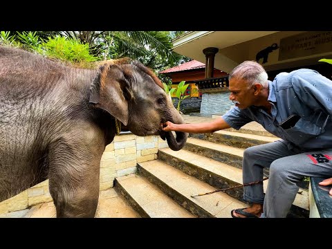 ഓർമ്മകൾ ബാക്കിയാക്കി കൊച്ചയ്യപ്പൻ വിടവാങ്ങി 😰😢🐘| Wildlife with Kaushik Vijayan