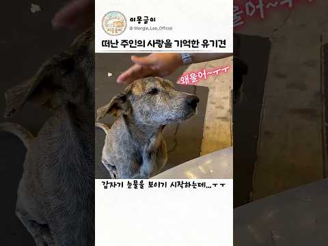 떠난 주인의 사랑을 기억한 유기견