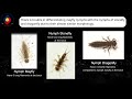 Bioindicators and Mayfly Characteristics