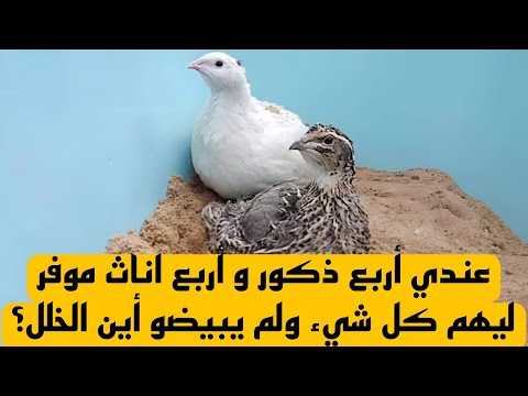 عندي أربع ذكور و أربع اناث موفر ليهم كل شيء ولم يبيضو أين الخلل؟