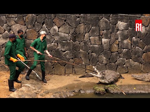 Le Crocodile Park : dans les coulisses de l’antre des reptiles