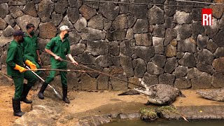 Le Crocodile Park : dans les coulisses de l’antre des reptiles