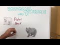 Koala and Bear Dietary Adaptations