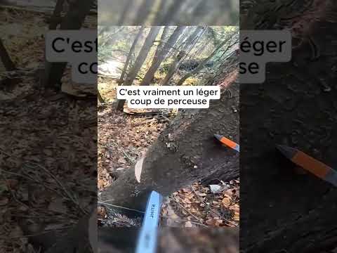 🌳🪚 UNE CHUTE MAL CONTRÔLER #paysagiste #jardin #jardinage #arbre #bucheron