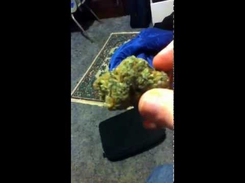 Pussy Kush