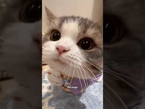 cute cat 39🙀🙀🥰😄😂 #cat #funny