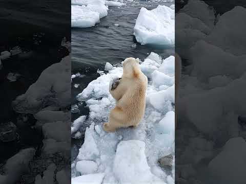 A Bear Became a Penguin's New Parent