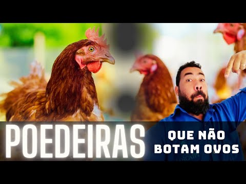 GALINHAS POEDEIRAS QUE AINDA NÃO COMEÇARAMA BOTAR