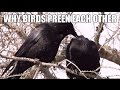 Bird Preening and Its Benefits