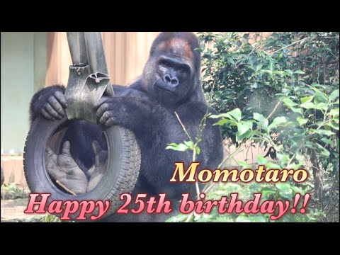 弟と遊ぶゲンタロウを見て、怒って突進する父モモタロウ！⭐️ゴリラGorilla【京都市動物園】Momotaro gets angry at his son Gentaro！