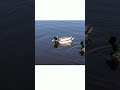 Birds: Characteristics and Diversity