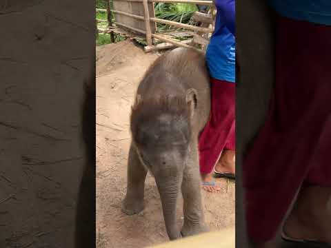 หนูอยากช่วยค่ะ🤣😝#พังปิ่นทอง #พังพิณทอง #พลายบัวขาว #elephant #ช้าง #animals #cute #ช้าง