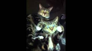 My kittens....