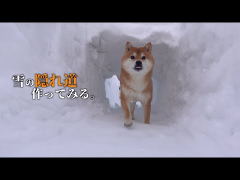 柴犬と雪壁利用して全力で青春してみた。