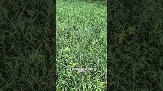 Most have heard nothing will grow under a black walnut…Our pasture says otherwise #drberryfarms