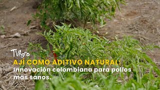 Ají como aditivo natural: Innovación colombiana para pollos más sanos –TvAgro por Juan Gonzalo Angel