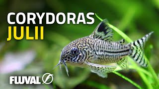 Species Spotlight | Julii Corydoras