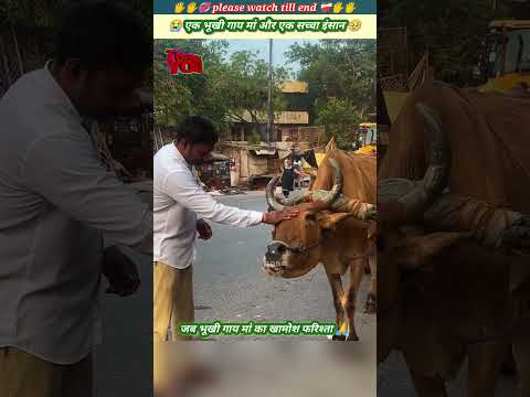 एक भूखी गाय मां और एक सच्चा इंसान 🥹🙏 #animals #animal #animallover #animalrescue #cow