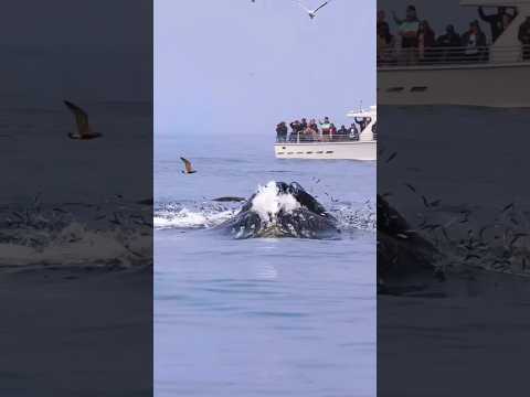 What Happens When a Whale Dies?#facts #shorts #animals #science #akefact