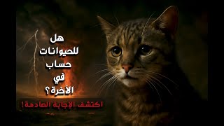حساب الحيوانات في الآخرة: هل سيُحاسب من يظلمها؟"