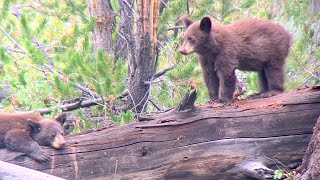 Black Bear Family in Yellowstone - August 2021