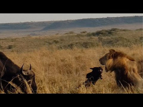 Male lion hunts a buffalo calf